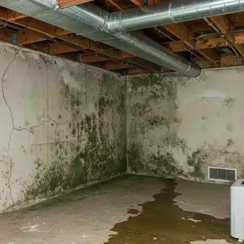 Professional Mold Removal in Cottonwood Falls, KS